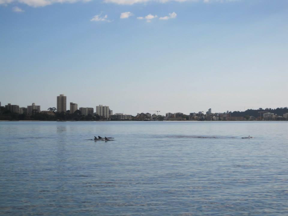 delfinerswanriver