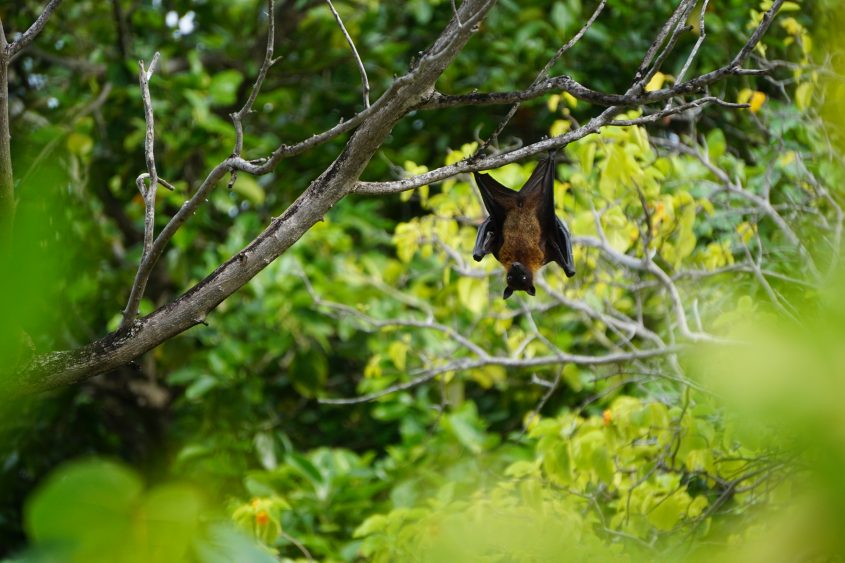 flying fox